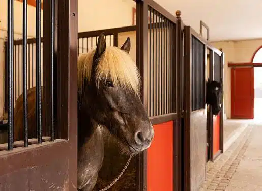 A black horse with a blond mane stands in a stable, peering through a half-door, a reminder of the strength found in strategic partnerships. Meanwhile, a second horse is visible in a nearby stall.