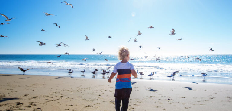 A child stands on a sandy beach in Brittany, watching seagulls and other sea birds fly overhead, with the ocean and clear blue sky in the background.