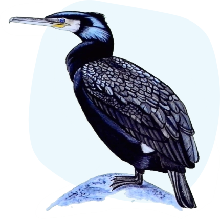 Reconnaitre cormoran