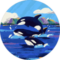 rorofifou coquerie Avatar